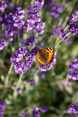 Colorful Butterfly on the blooming lavender flowers