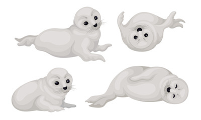 White Playful Fur Seal Lying and Rolling Vector Illustrations Set