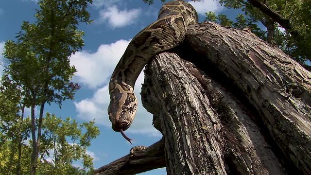 A curious python flicks its tongue in the air while resting high up on a tree branch
