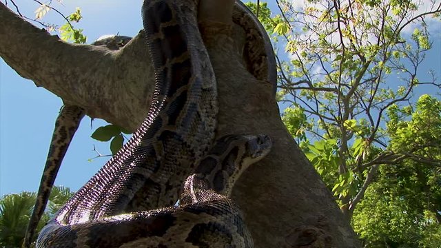 An enormous python snake climbs over a camera and back up a tree branch on a sunny day