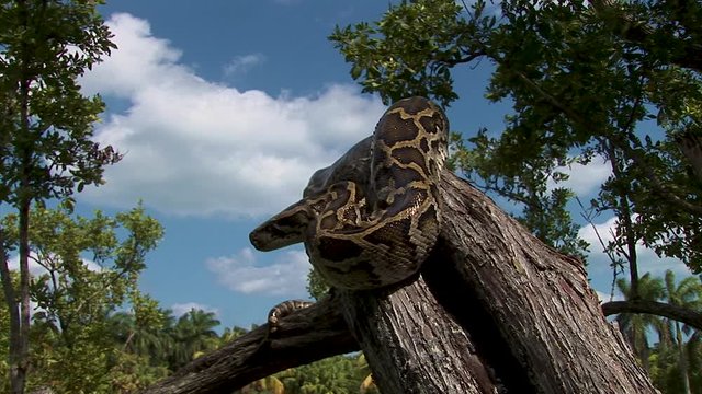A large tree snake wait in a serpentine position up on a tree branch on a sunny day
