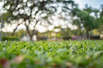 Grass field in the park