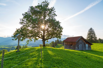 Obraz premium Allgäu - Alpen - Panorama - Stadel - Baum
