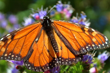 orange butterfly on flower