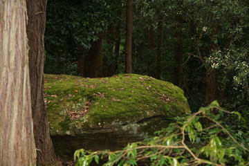 Moss covered boulder