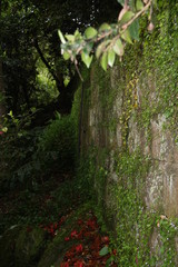 Ivy growing on wall