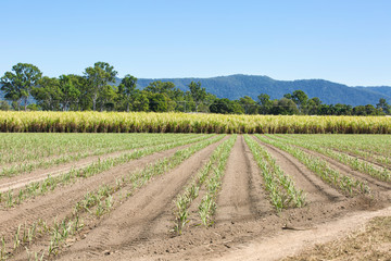 Fototapeta na wymiar Field of sugar cane in North Queensland Australia.