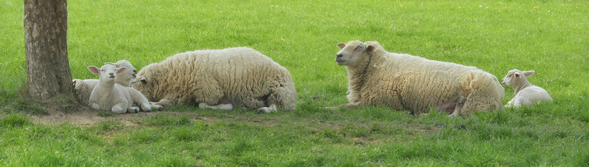 Schafe mit Lämmer liegen unter einem Baum im Schatten als Banner