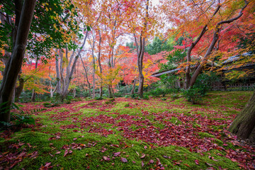 京都　嵯峨野　祇王寺の紅葉　　