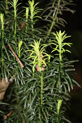 green needles of a tree