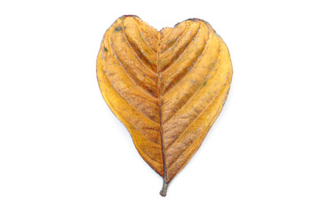 heart shape leaf, dry autumn leaves, Dried Leaf on isolated on white background
