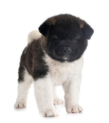 Fototapeta premium puppy american akita