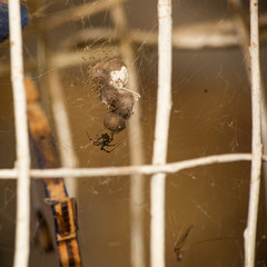 The spider eggs in the web