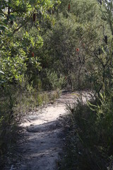 Path in the bush