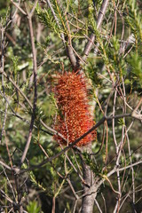 Obraz premium Bottlebrush