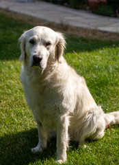 beautiful golden retriever on green grass in garden