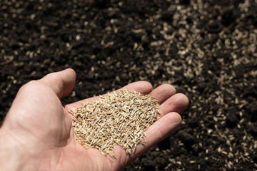 seeds in palm of farmer. Seeding, seedling, agriculture