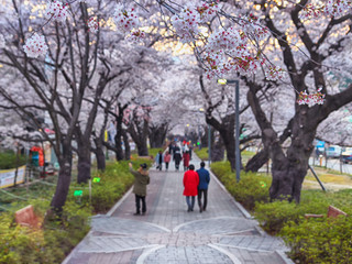 Aerial View of Cherry Blossoms Blooming in Jakcheonjeong, Ulju, Ulsan, Korea