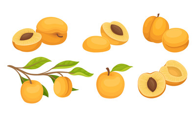 Whole and Halved Juicy Peach Fruit Vector Set