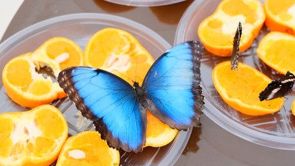 close-up side view of a blue brown Morpho peleides butterfly drinks nectar on citrus fruits. Butterfly on oranges.