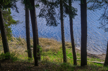 The blue water of the forest lake is visible through the pine trees.