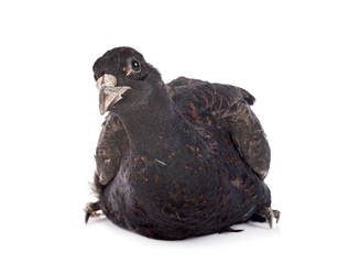 Tenebrosus pheasant in studio