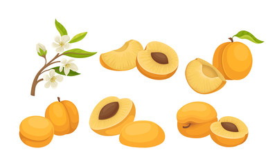 Whole and Halved Juicy Peach Fruit Vector Set