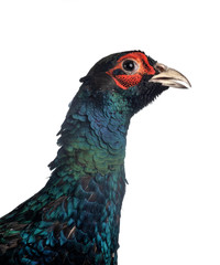 Tenebrosus pheasant in studio