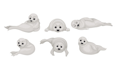 White Playful Fur Seal Lying and Rolling Vector Illustrations Set