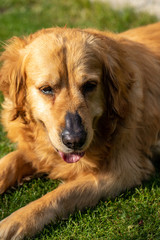 Obraz premium beautiful golden retriever on green grass in garden