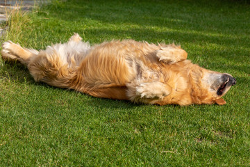 Fototapeta premium beautiful golden retriever on green grass in garden