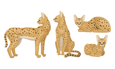 Spotted Cheetah in Standing and Sitting Pose Vector Illustrations Set