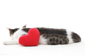 猫とハート
