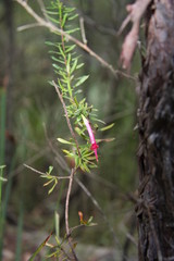 Native Flowers