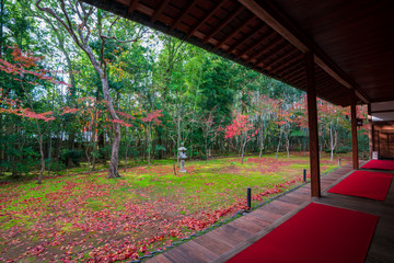 京都　高桐院の紅葉