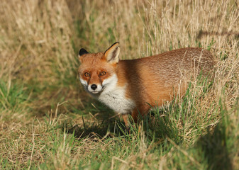 A magnificent hunting wild Red Fox, Vulpes vulpes, standing in a meadow.