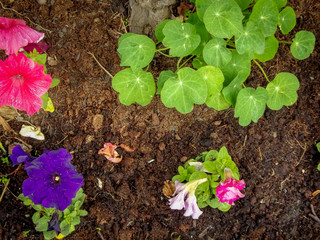 Planting flowers in the garden