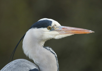  A head shot of a hunting Grey Heron, Ardea cinerea, standing at the edge of a lake.