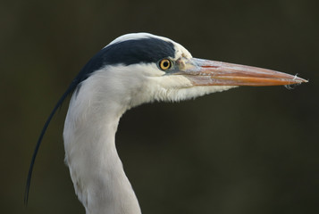  A head shot of a hunting Grey Heron, Ardea cinerea, standing at the edge of a lake.