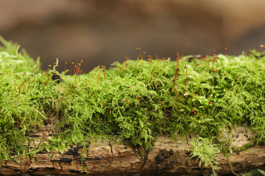 Common Tamarisk Moss, Thuidium tamariscinum, growing on a decaying log in woodland in the UK.