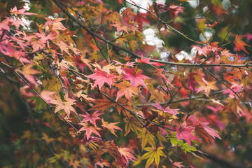 background autumn leaves in Japan