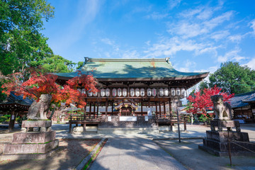 Obraz premium 京都 今宮神社の紅葉 