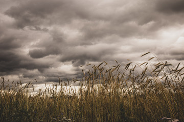 tall grass and blue sky
