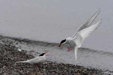 Arctique - Groenland - Spitzberg