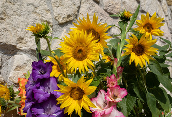 Blooming sunflowers and colorful gladioli against the background of a limestone wall