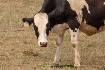 Cow injure at on the nose bleeding get an accident.