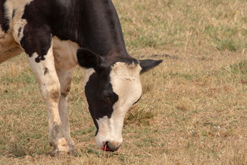Cow injure at on the nose bleeding get an accident.
