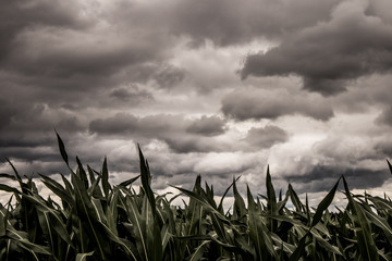 grass and sky