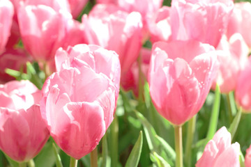 Beautiful pink tulips flower with green leaf in tulip field.