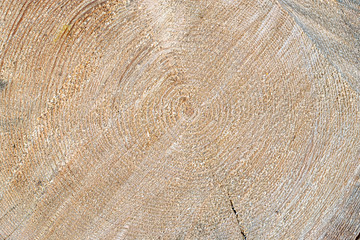 tree trunk cut. wood texture